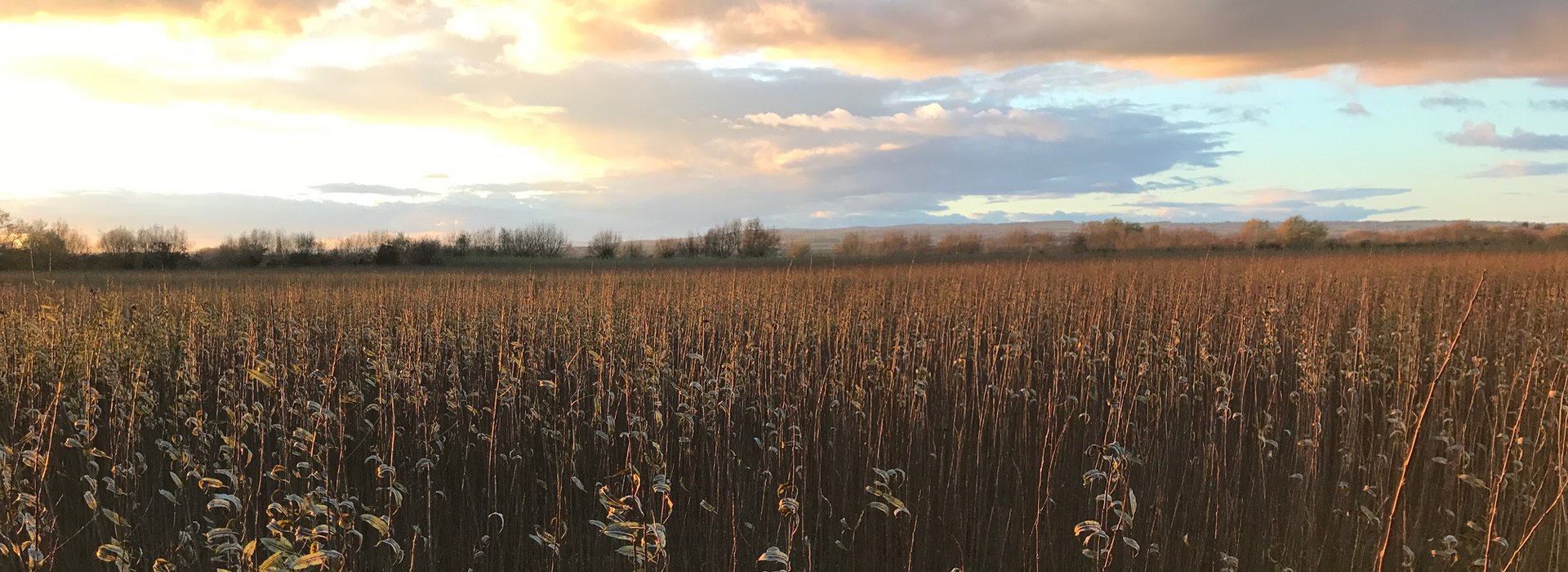 Growing willow for over 200 years ...